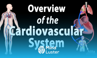 Cardiovascular System Overview Animation