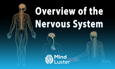 Overview of the Nervous System Animation