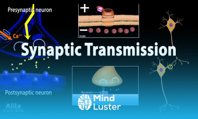 Neuroscience basics Synaptic transmission Chemical synapse Animation