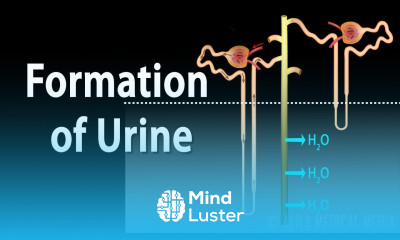 Formation of Urine Nephron Function Animation
