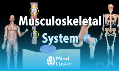 Overview of the Musculoskeletal System Animation