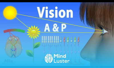 Vision Anatomy and Physiology Animation