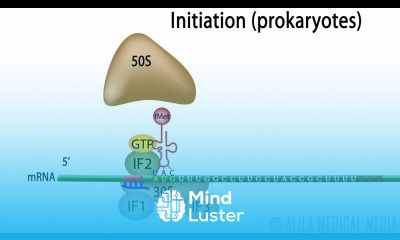 Animation of Protein Synthesis Translation in Prokaryotes