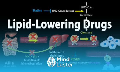 Pharmacology Lipid Lowering Drugs Animation