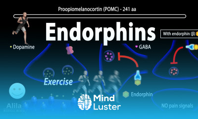 Endorphins Mechanisms of Action Animation