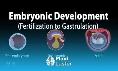 Embryology from Fertilization to Gastrulation Animation