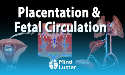 Embryology Development of the Placenta and Fetal Circulation Animation