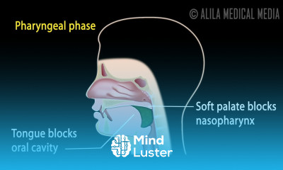 Swallowing Reflex Phases and Overview of Neural Control Animation