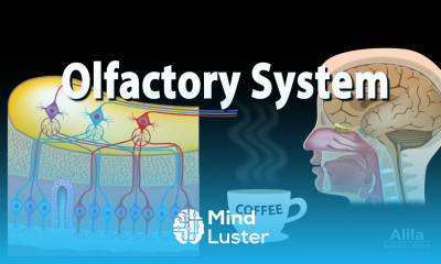 Olfactory System Anatomy and Physiology Pathways Animation