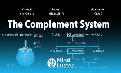 The Complement System Animation