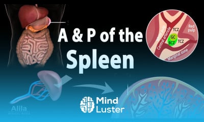 Learn Anatomy Physiology of the Spleen Animation Biology Diagrams