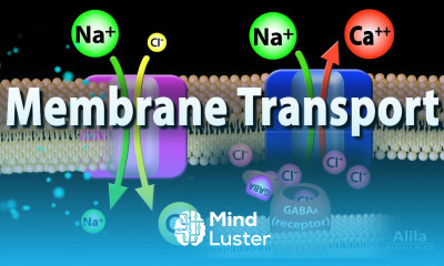 Membrane Transport Animation