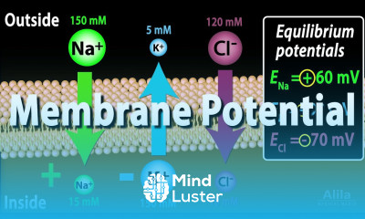 Membrane Potential Equilibrium Potential and Resting Potential Animation