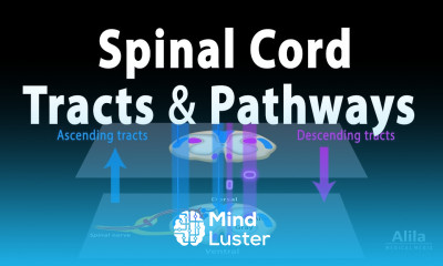 Spinal Cord Anatomy Spinal Tracts Pathways Somatic Reflexes Animation