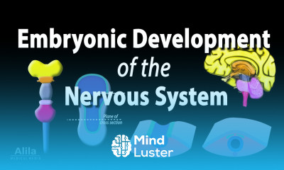 Embryonic Development of the Nervous System Animation