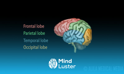 Neuroscience Basics Human Brain Anatomy and Lateralization of Brain Function 3D Animation