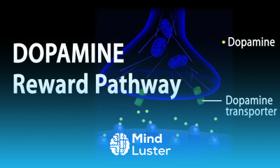 Neuroscience Basics Dopamine Reward Pathway Animation
