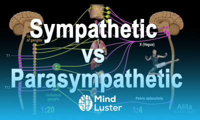Autonomic Nervous System Sympathetic vs Parasympathetic Animation