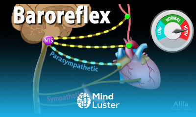 Baroreflex Regulation of Blood Pressure Animation