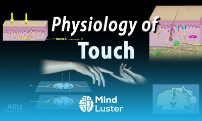 Physiology of Touch Receptors and Pathways Animation