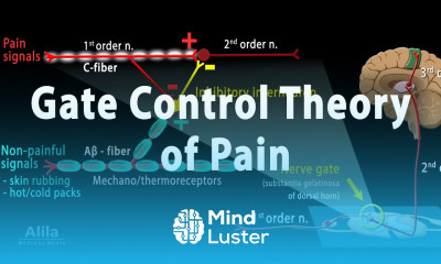 Gate Control Theory of Pain Animation