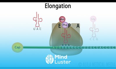 Eukaryotic Translation Protein Synthesis Animation