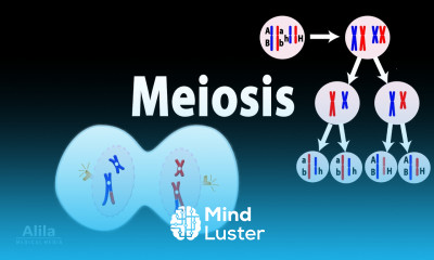Meiosis Animation