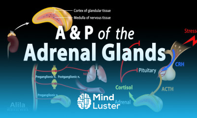 Anatomy and Physiology of the Adrenal Glands Animation