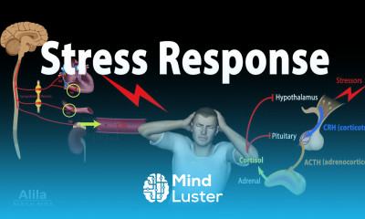 Stress Adaptation Response Animation