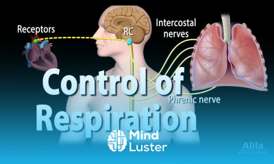 Control of Ventilation Animation