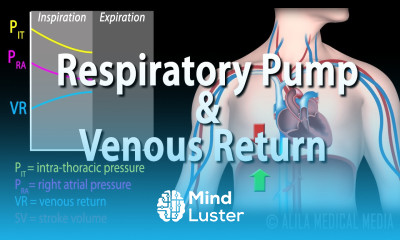 How Respiratory Pump Affects Venous Return Animation