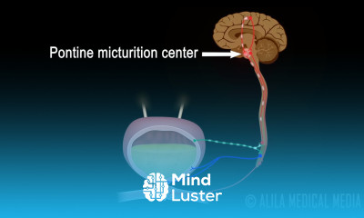 Micturition Reflex Neural Control of Urination Animation Video