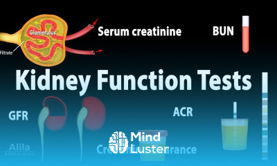 Kidney Function Tests Animation