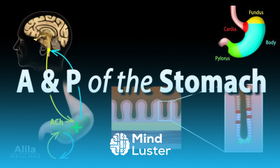 Anatomy and Physiology of the Stomach Animation