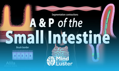 Anatomy and Physiology of the Small Intestine Animation
