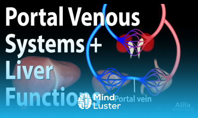 Portal Venous Systems Hepatic Portal System and Liver Functions Animation