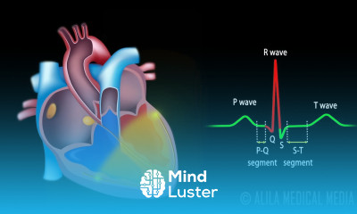 Cardiac Conduction System and Understanding ECG Animation