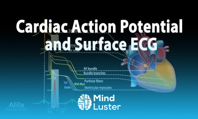 Correlation between Cardiac Action Potential and ECG Animation