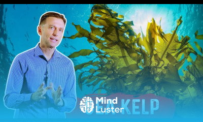 7 Interesting Benefits of Sea Kelp Beyond the Thyroid – Dr Berg