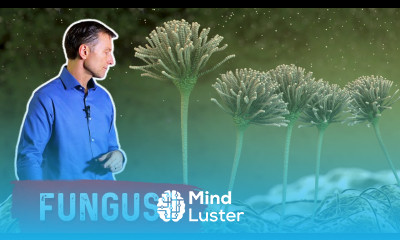 Good Bacteria Keep Candida Fungus and Yeast in Check