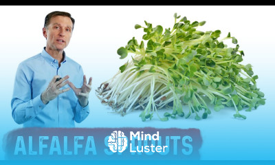 The Benefits of Alfalfa Sprouts OKAY