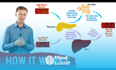 Insulin s Partner Glucagon