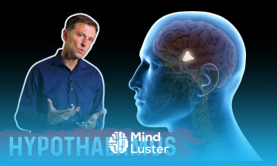 What Does the Hypothalamus Do