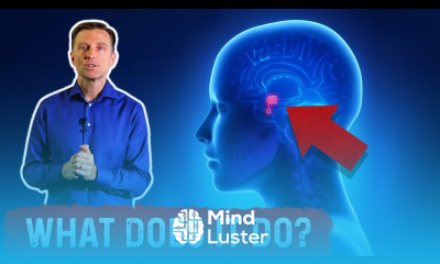 What Is the Pituitary Gland