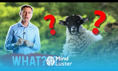 Vitamin D Comes From Sheep s Wool WHAT