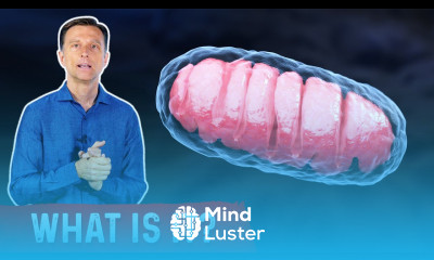 Mitochondrial Protector AMPK