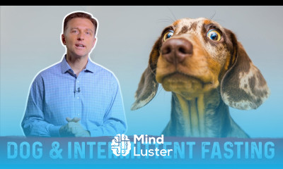 Dog Fasting Is Intermittent Fasting Safe For Your Pets – Dr Berg