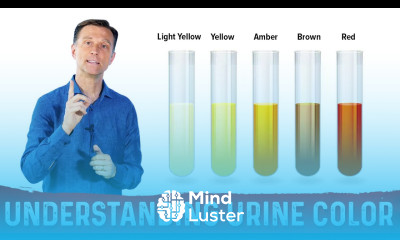 What Urine Color Indicates About Your Body – Dr Berg