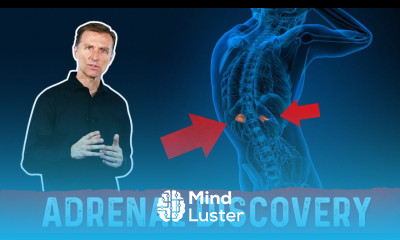 Adrenal Discovery – High Cortisol Levels Blood Sugar Levels Adrenal Stress – Dr Berg