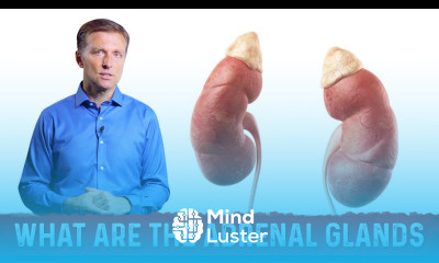 What are the Adrenal Glands – Effects of Cortisol Adrenal Hormones – Dr Berg